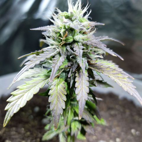 Thunder Auto I growlog timeline photo