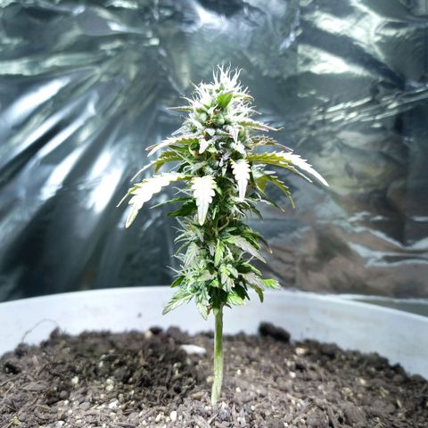 Thunder Auto I growlog timeline photo