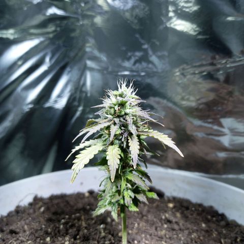 Thunder Auto I growlog timeline photo
