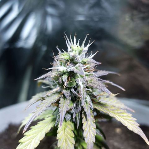 Thunder Auto I growlog timeline photo