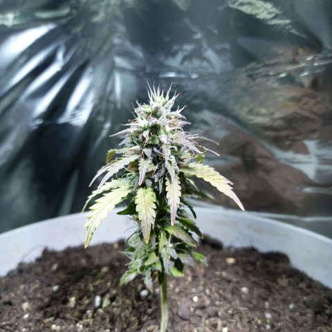 Thunder Auto I growlog timeline photo