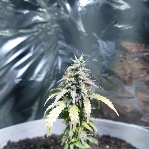 Thunder Auto I growlog timeline photo