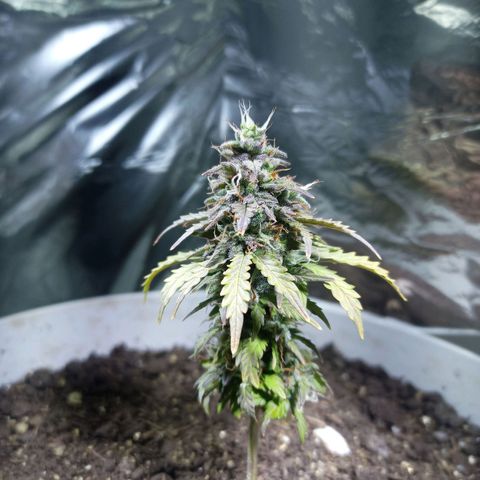 Thunder Auto I growlog timeline photo