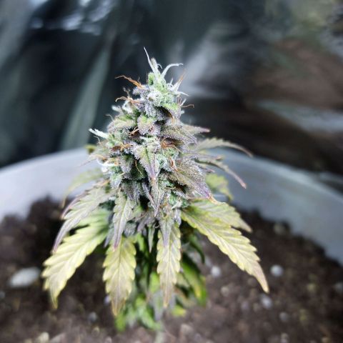 Thunder Auto I growlog timeline photo