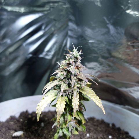 Thunder Auto I growlog timeline photo