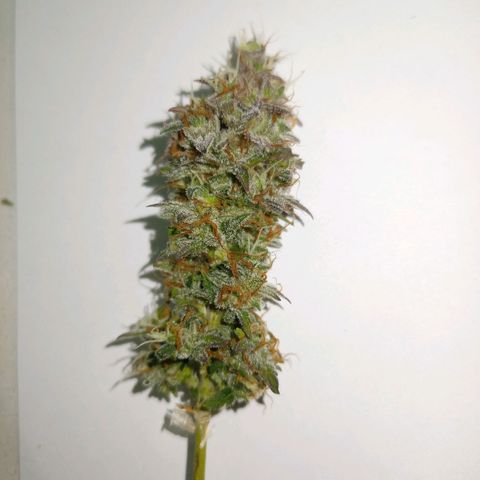 Thunder Auto I growlog timeline photo