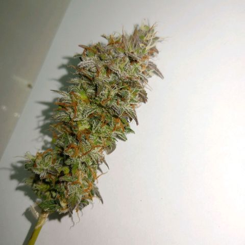 Thunder Auto I growlog timeline photo