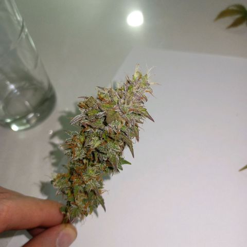 Thunder Auto I growlog timeline photo