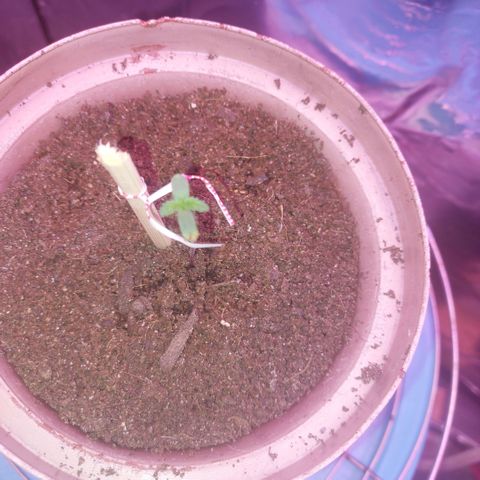 Sherbet growlog photo: Ek het nu bietjie suport om haar gesit