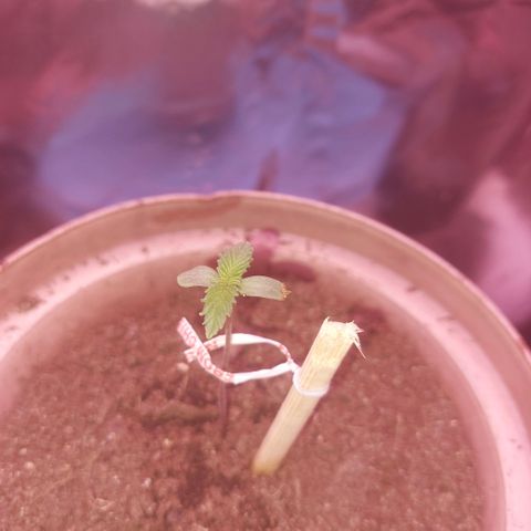 Sherbet growlog photo: Stam rek soo bietjie