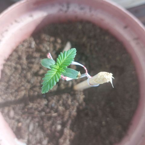 Sherbet growlog photo: Vandag gaan ek haar in die natuurlike son hou tot die son sak en weer onder die led lig sit