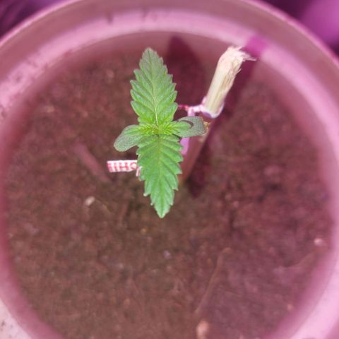 Sherbet growlog timeline photo