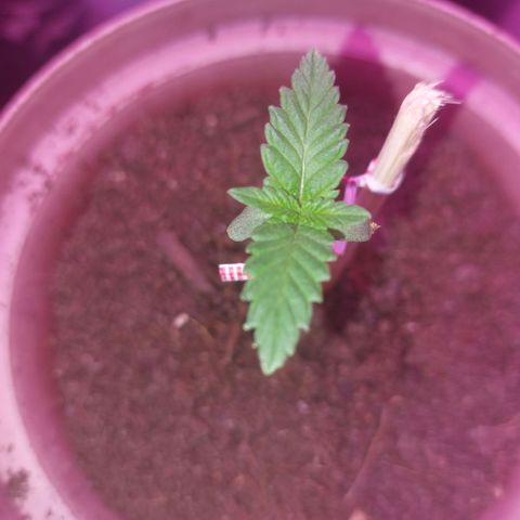 Sherbet growlog timeline photo