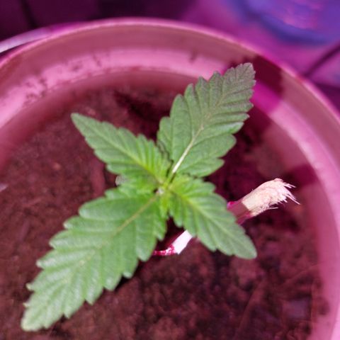 Sherbet growlog timeline photo