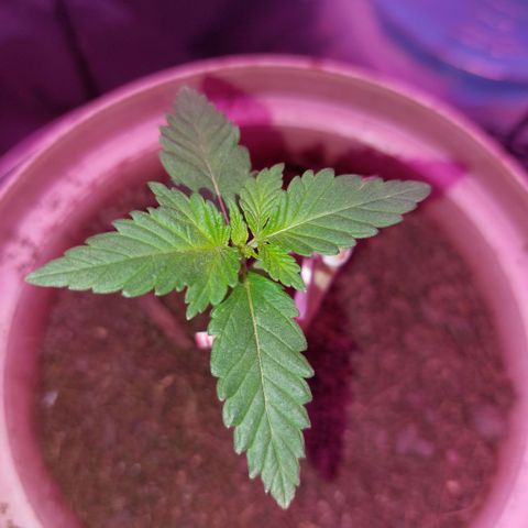 Sherbet growlog timeline photo