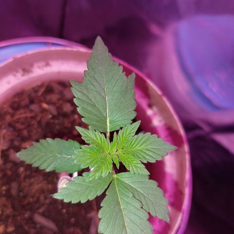 Sherbet growlog timeline photo