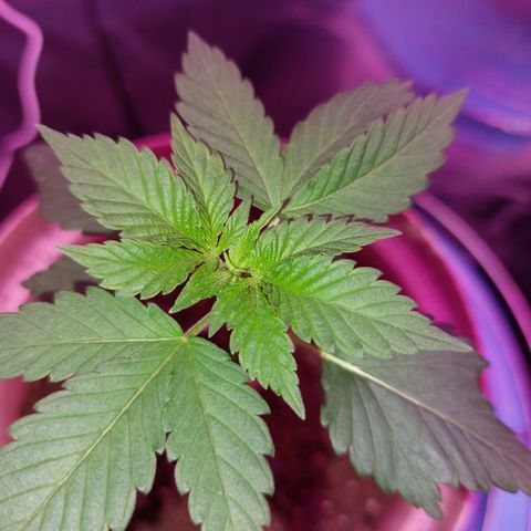 Sherbet growlog timeline photo