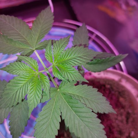 Sherbet growlog timeline photo