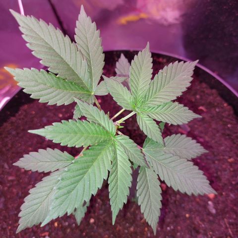 Sherbet growlog photo: Sy is nu in haar forever home