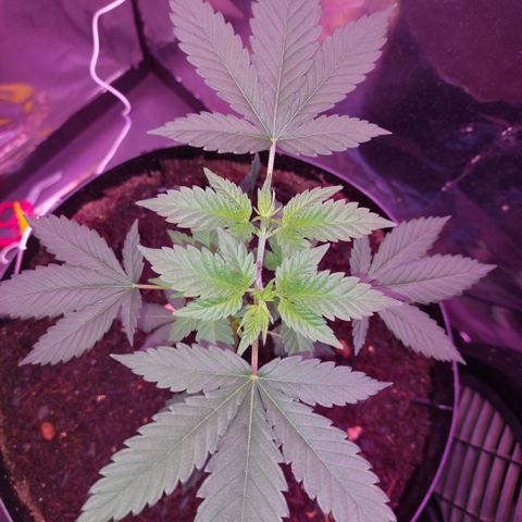 Sherbet growlog timeline photo