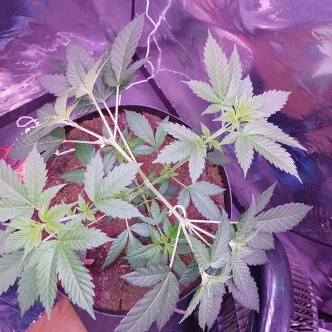 Sherbet growlog timeline photo