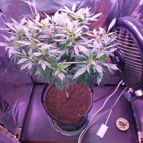 Sherbet growlog timeline photo