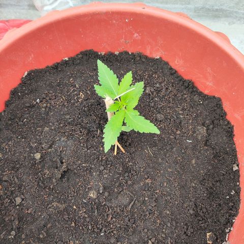 OGKush growlog timeline photo