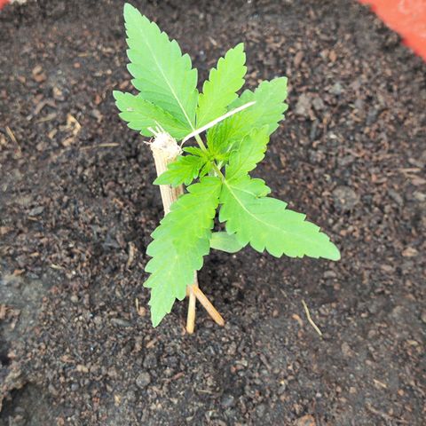 OGKush growlog timeline photo