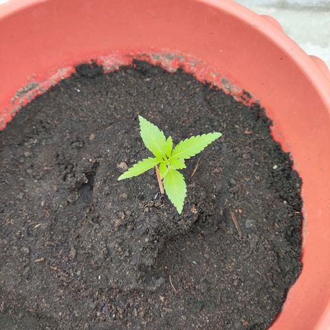 OGKush growlog timeline photo
