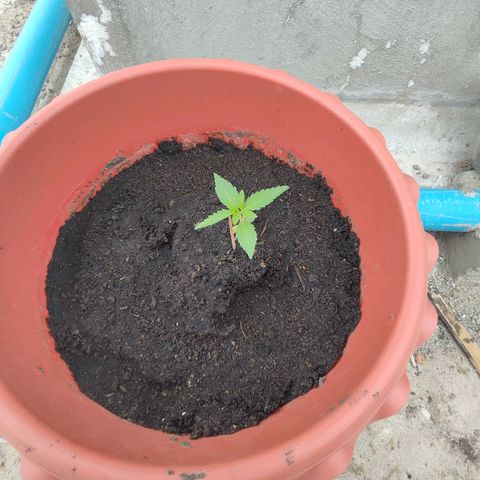 OGKush growlog timeline photo