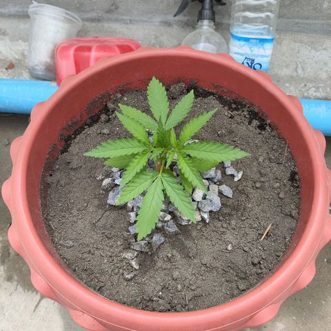 OGKush growlog timeline photo