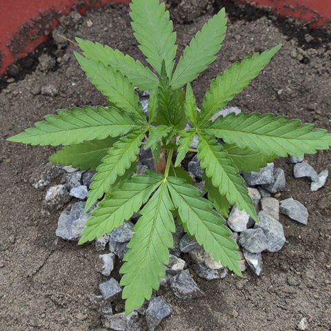 OGKush growlog timeline photo