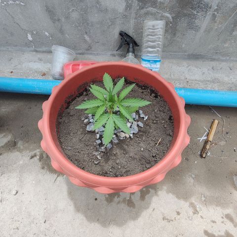 OGKush growlog timeline photo