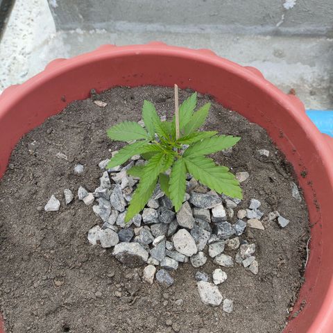 OGKush growlog timeline photo