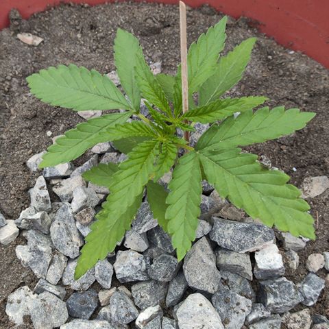 OGKush growlog timeline photo