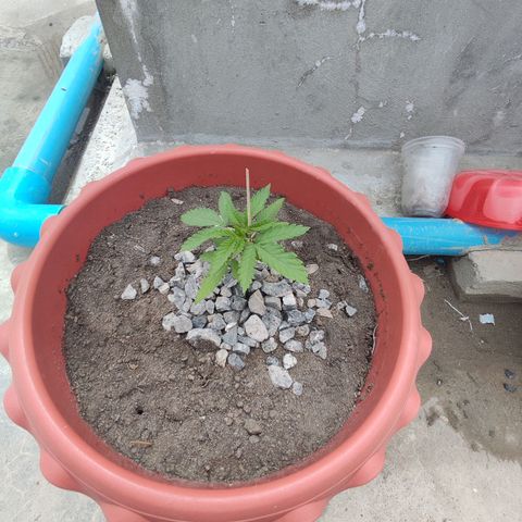 OGKush growlog timeline photo