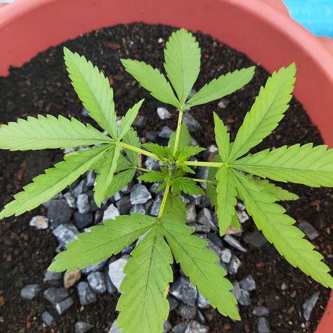 OGKush growlog photo: Topping