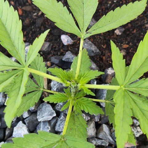 OGKush growlog photo: Topping