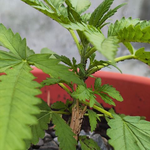 OGKush growlog timeline photo
