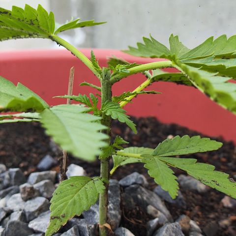 OGKush growlog photo: Topping