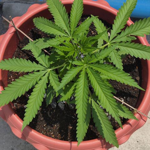 OGKush growlog timeline photo