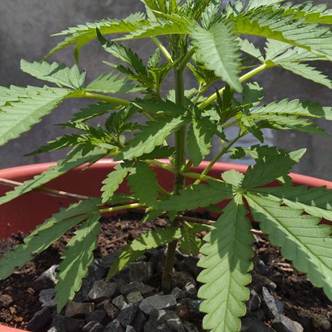 OGKush growlog timeline photo