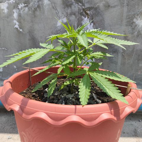 OGKush growlog timeline photo
