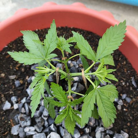 OGKush growlog photo: Timming