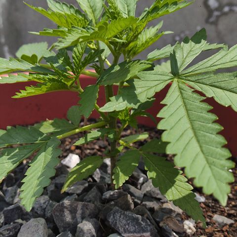OGKush growlog photo: Timming
