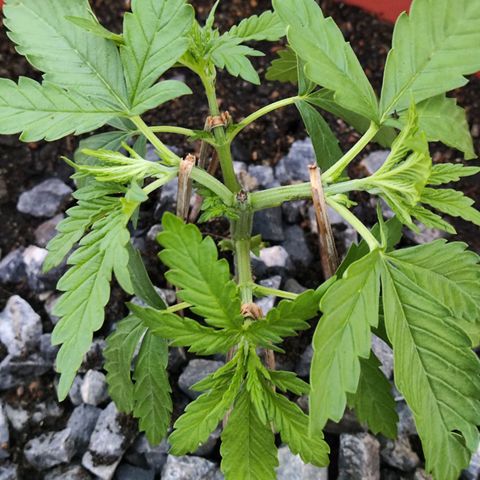 OGKush growlog photo: Timming