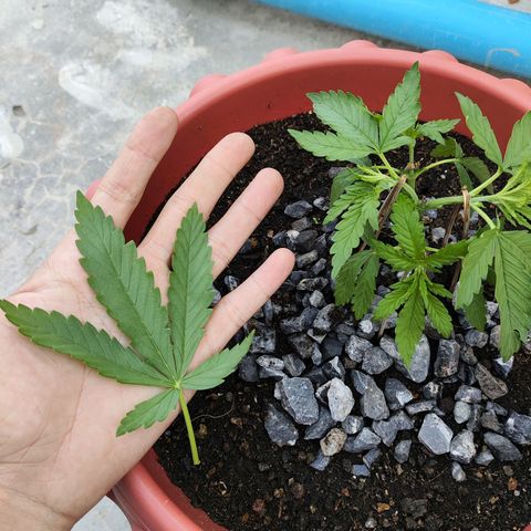 OGKush growlog photo: Timming