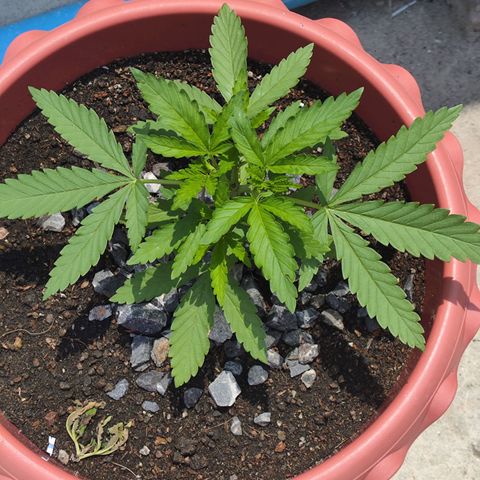 OGKush growlog photo: Timming