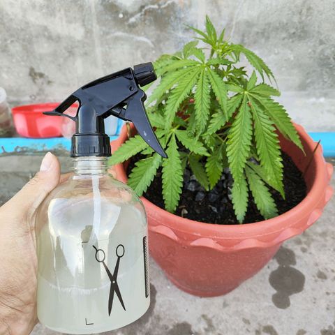 OGKush growlog timeline photo