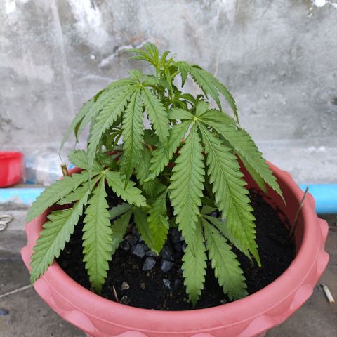 OGKush growlog timeline photo